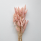 Dried lagurus, faded pink