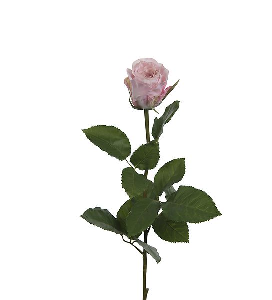 Ruusu, vaaleanpunainen