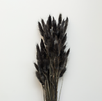 Dried lagurus, black