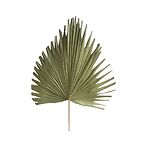 Palm leaf dried natural 54cm