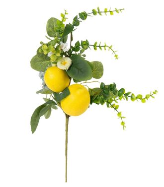 Sitruunapuunoksa 50cm