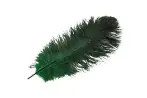 Ostrich Feather 40-45cm, Dark Green