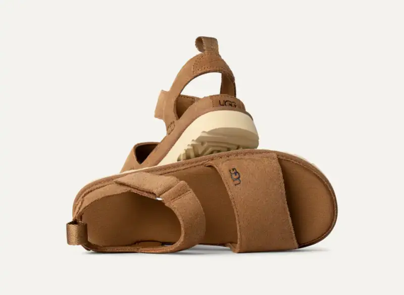 Goldenstar, chestnut