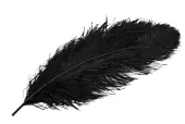 Ostrich Feather 60cm, Black